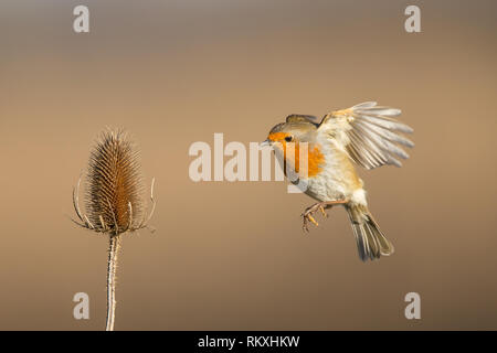 Close up of UK robin bird (Erithacus rubecula) in midair flight, flying to single wild teasel (Dipsacus) in natural environment. Stock Photo