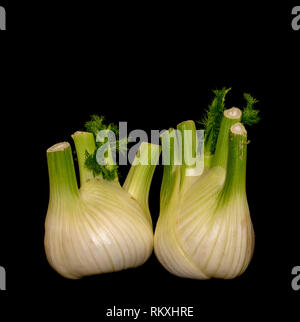 Fine art still life color macro of a pair of isolated fennel bulbs with feather green on black background Stock Photo