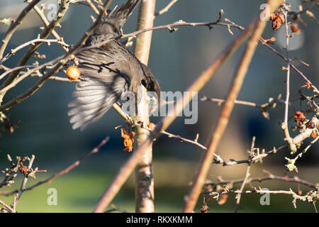 Blackbird struggling to reach Crab Apples from a tree in winter. Stock Photo