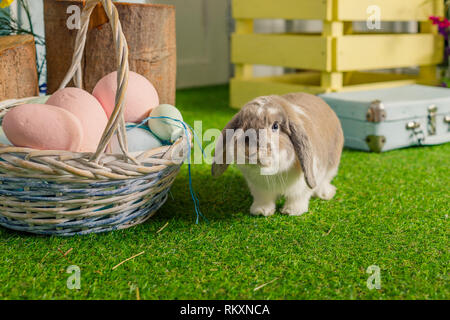 Easter bunny on a beautiful spring meadow, decoration, basket with Easter eggs.lop-eared rabbit decorative.Rabbit Ram breed,Funny lop eared satin Stock Photo