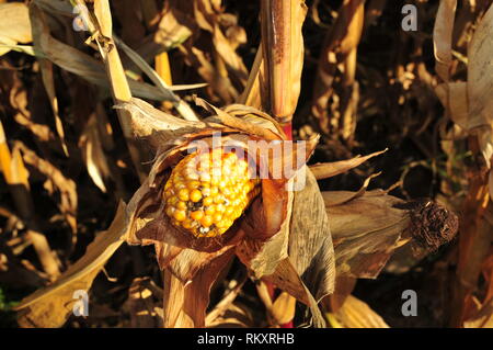 golden yellow corn on the cob with withered corn plant Stock Photo