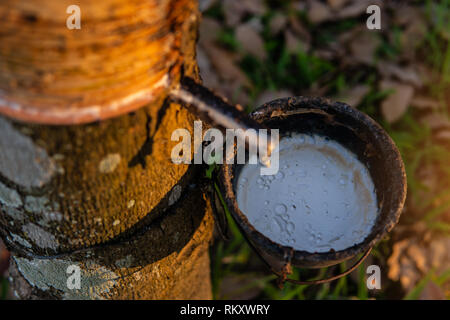 Gardener tapping latex rubber tree. Rubber Latex extracted from rubber tree. Stock Photo