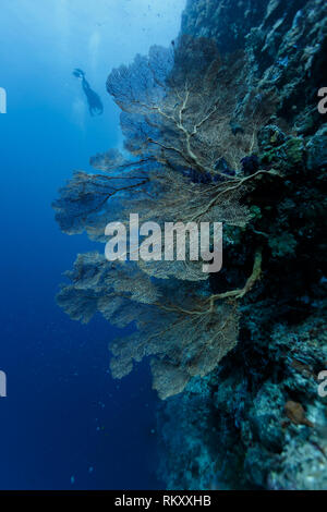 closeup of a sea fan branching off the side of a coral outcrop Stock Photo