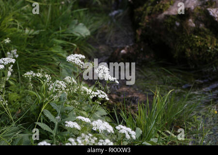 White flowering plant, Caraway or meridian fennel Stock Photo