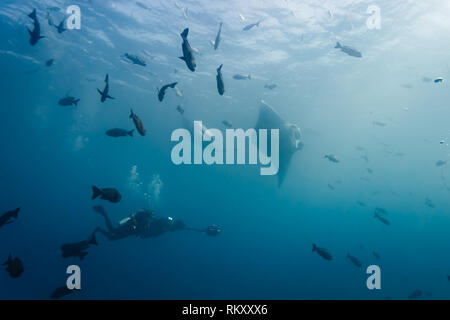 Film crew scuba divers photograph several  giant manta rays Stock Photo