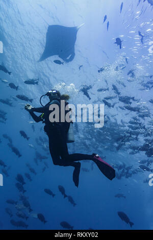 Diver hovers under giant manta ray watching a school of fish swim by Stock Photo