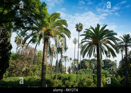 Palm trees in the Mudejar style gardens of the Royal Alcazar Palace, Seville, Spain. Stock Photo