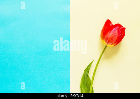 Spring flowers tulips on a blue and yellow background. Minimal easter concept. Flat lay, top view background. Stock Photo