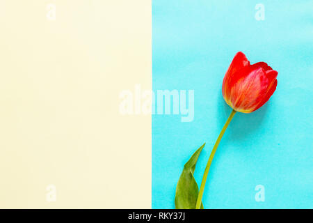 Spring flowers tulips on a blue and yellow background. Minimal easter concept. Flat lay, top view background. Stock Photo