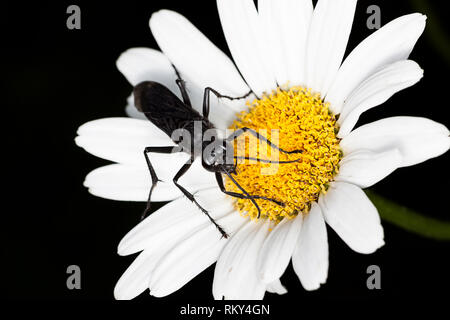 A great black wasp searches for necter on a shasta daisy. The white petals stand out on the black background. Stock Photo