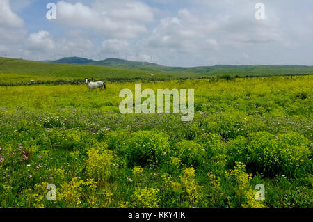 A white horse in a lush field on the Costa de la Luz, Andalucia, Spain Stock Photo