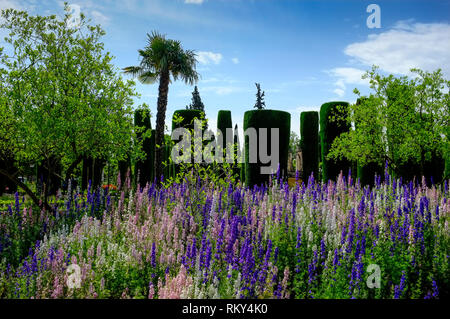 A bed of multicoloured larkspur in the gardens of the Alcazar of Cordoba, also known as The Alcazar of the Christian Monarchs, Cordoba, Spain Stock Photo