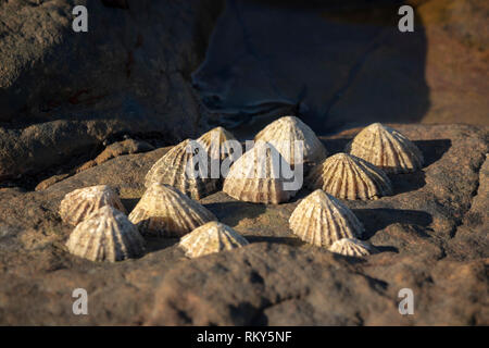 Sea Shells on rocks by the Coast. Stock Photo