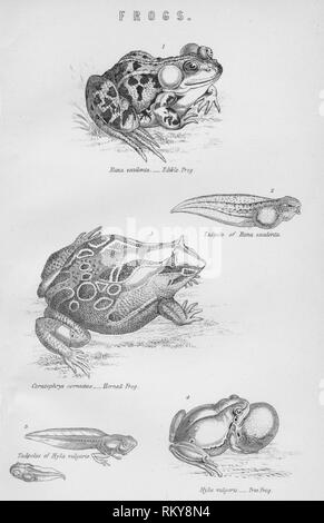 'Frogs', 19th century.  Creator: Unknown. Stock Photo