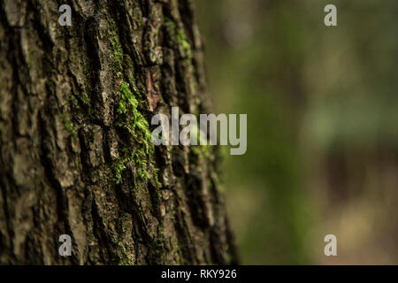 Tree bark, close up of tree bark in a wood with green moss on it and soft focus background Stock Photo