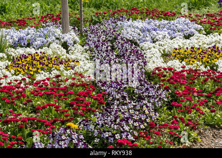 Various small colorful flowers in a flowerbed on a sunny day in summer Stock Photo