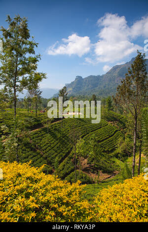 Glenloch  tea plantation,Nuwara Eliya, Sri Lanka. Nuwara Eliya is the most important place for tea plantation and production in Sri Lanka. Stock Photo