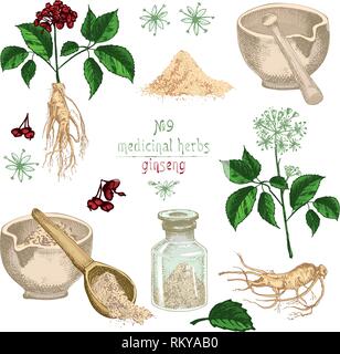 Realistic Botanical colorful sketch of ginseng root, flowers, berries, bottle, mortar and pestle isolated on white Stock Vector