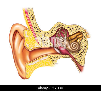 Illustration showing the interiors of an human ear. Digital illustration. Stock Photo