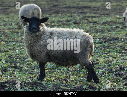 Black Faced sheep in field, Rowsley Derbyshire Stock Photo