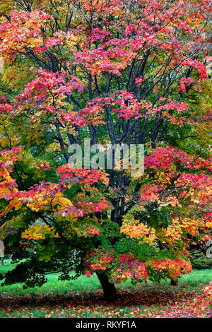 An autumn view of an acer japonicum tree in Westonbirt Arboretum. Stock Photo