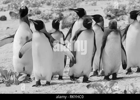 Discover three types of penguins at Volunteer Point on the Falkland Islands. Explore the largest King penguin colony outside of Antarctica. Stock Photo