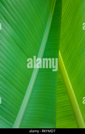 Banana leaves; Matangi Private Island Resort, Fiji. Stock Photo