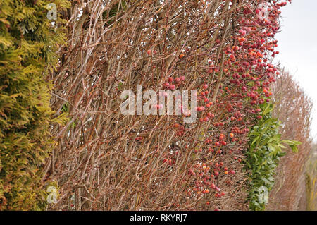 mixed garden hedge with crab apples, cherry laurel and thuja in winter Stock Photo