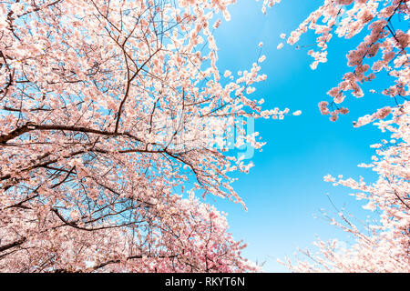 Looking up low angle flat view on cherry blossom sakura trees isolated against sky perspective with pink flower petals in spring Washington DC or Japa Stock Photo