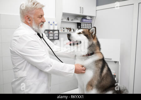 Side view of veterinarian examining dog using stethoscope. Healthy beautiful alaskan malamute sitting in vet clinic on examination. Elderly doctor with gray hair wearing in white gown. Stock Photo