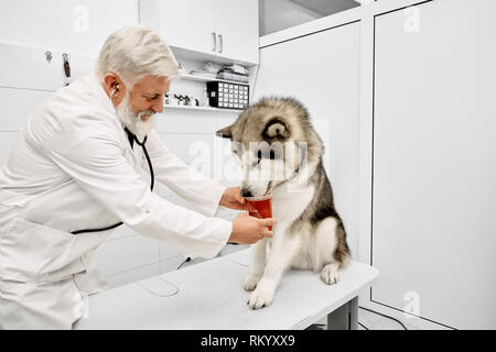 Elderly vet doctor giving medicines to patient, looking down. Beautiful alaskan malamute sitting on white table. Examination of animal in professional and modern vet clinic. Stock Photo