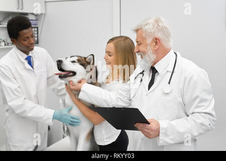 Big alaskan malamute on examination in vet clinic. Elderly doctor with gray hair wearing in white medical uniform, holding folder. Woman, african assistant and veterinarian stroking dog. Stock Photo