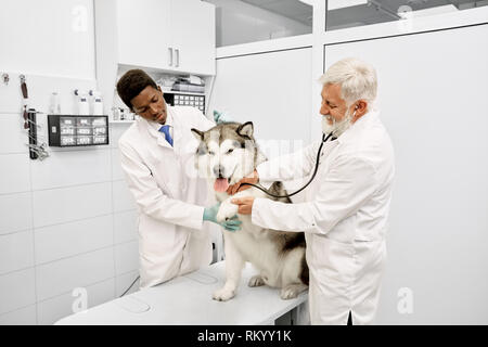 Professional elderly veterinarian with gray hair wearing in medical white gown examining big alaskan malamute. Cheerful dog sitting on white table. African assistant helping doctor. Stock Photo