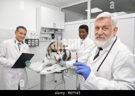Cheerful veterinarians posing, looking at camera and smiling in vet clinic. Elderly man in blue gloves holding needle for injection. Mature doctor holding folder, african doctor stroking malamute. Stock Photo