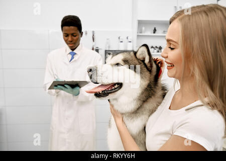 Alaskan malamute with pink tongue in vet clinic on examination. Owner of big beautiful dog standing near pet, stroking him. African doctor standing behind, writing in folder. Stock Photo