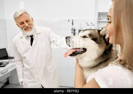 Cheerful elderly doctor diagnosing and examining health condition of animal. Alaskan malamute in vet clinic on examination. Owner of big beautiful pet standing near dog, stroking him. Stock Photo