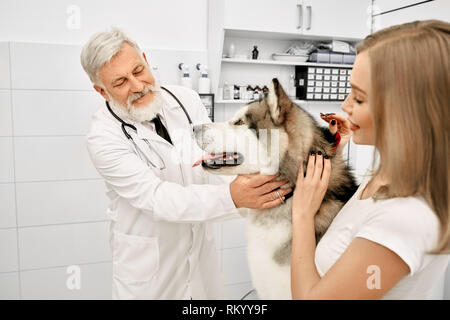 Alaskan malamute in vet clinic on examination. Owner of big beautiful dog standing near pet, stroking him. Kind elderly doctor diagnosing and examining health condition of animal. Stock Photo