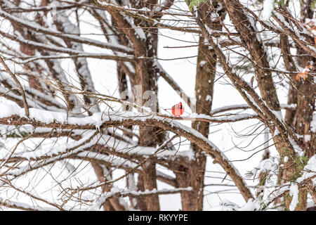 One red northern cardinal, Cardinalis, bird perched far distant on tree branch during heavy winter snow colorful in Virginia standing out Stock Photo
