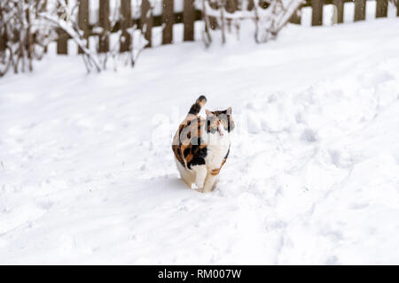 Calico cat running unhappy outside outdoors in backyard during snow snowing snowstorm with snowflakes by wooden fence in garden on lawn Stock Photo