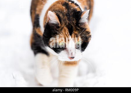 Calico cat face closeup outside outdoors in backyard during snow snowing snowstorm by wooden fence in garden on lawn walking curious exploring Stock Photo