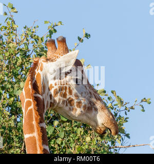 A single adult Reticulated giraffe close up view of head, portrait format, Lewa Wilderness, Lewa Conservancy, Kenya, Africa