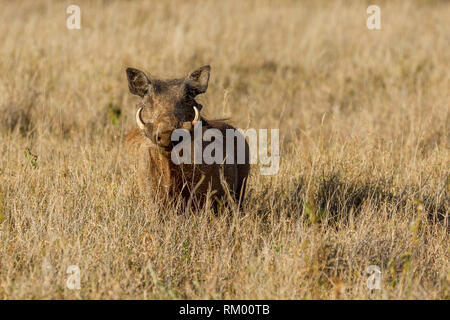 A single male adult Common warthog in open grassland, facing and looking, Lewa Wilderness, Lewa Conservancy, Kenya, Africa Stock Photo