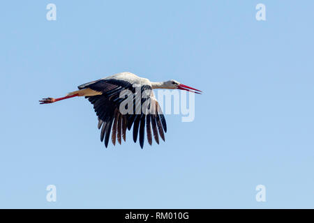 A single White Stork flying strongly, landscape format, Lewa Wilderness, Lewa Conservancy, Kenya, Africa