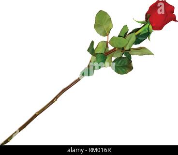 Photo Realistic, Highly Detailed Flower of Red Rose on Long Stem Isolated on White Background. Beautiful Bud of Ruby Rose with Leaves. Clip Art For Va Stock Vector