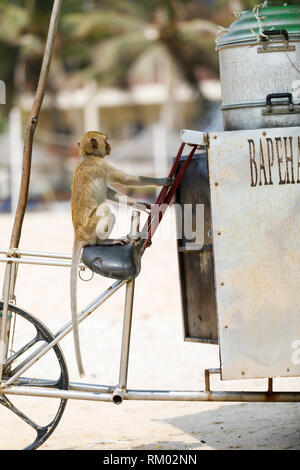 Chained little monkey sits on bicycle Stock Photo