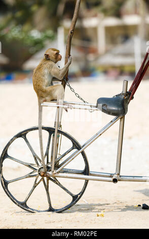 Chained little monkey sits on bicycle Stock Photo