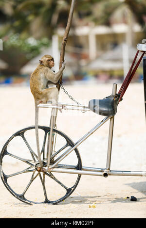 Chained little monkey sits on bicycle Stock Photo