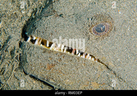 Flatfish Indian Halibut ( Psettodes Erumei Stock Photo - Alamy