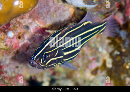 Six-lined Soapfish, Grammistes sexlineatus, Ghost Bay dive site, Amed, east Bali, Indonesia, Indian Ocean Stock Photo
