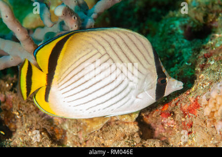 Vagabond Butterflyfish, Chaetodon vagabundus, Pyramids dive site, Amed, east Bali, Indonesia, Indian Ocean Stock Photo